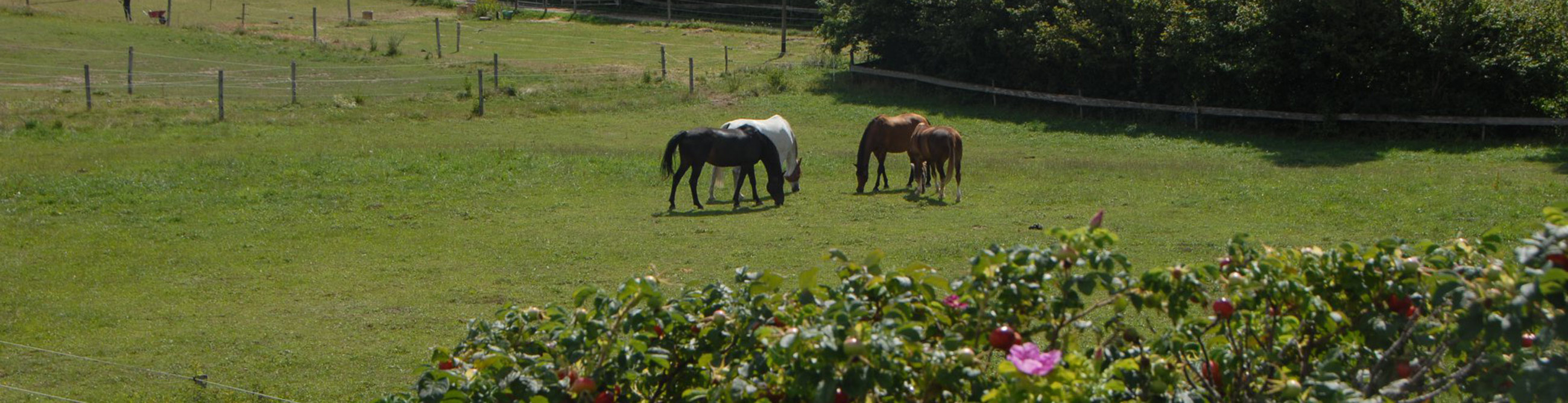 pension chevaux essertines-sur-rolle les dudes