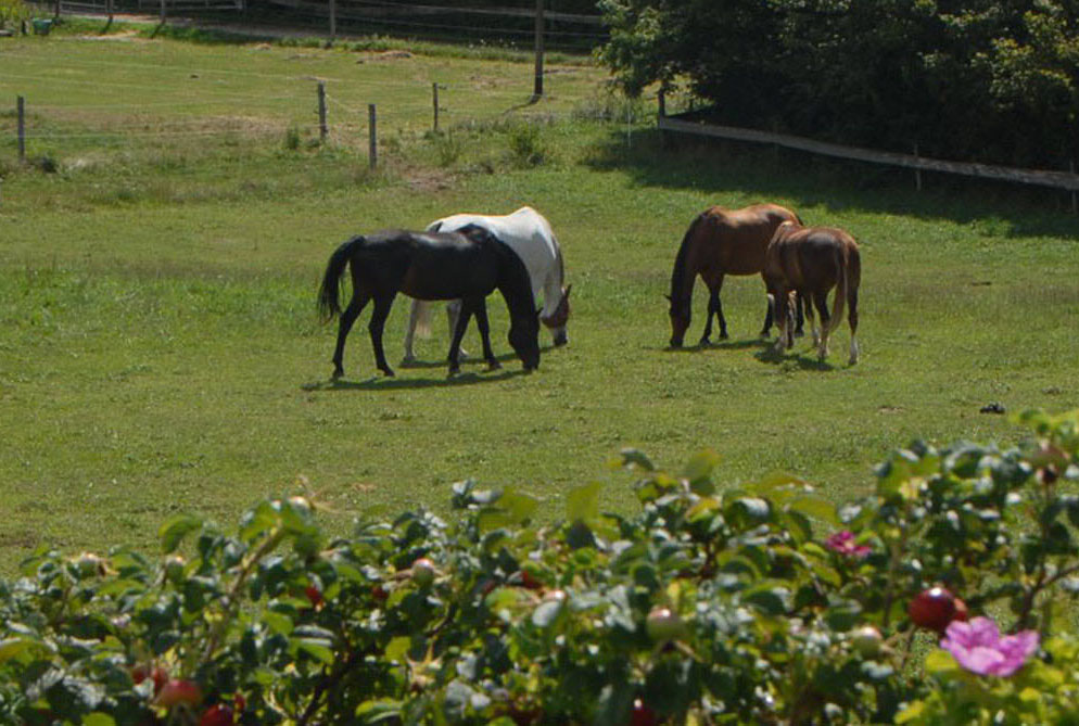 pension chevaux essertines-sur-rolle les dudes parelli