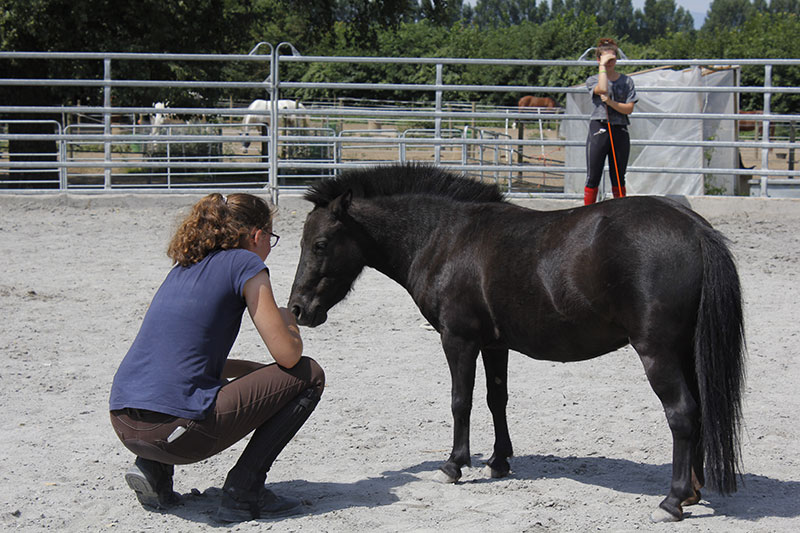 cours équitation pour enfants les dudes
